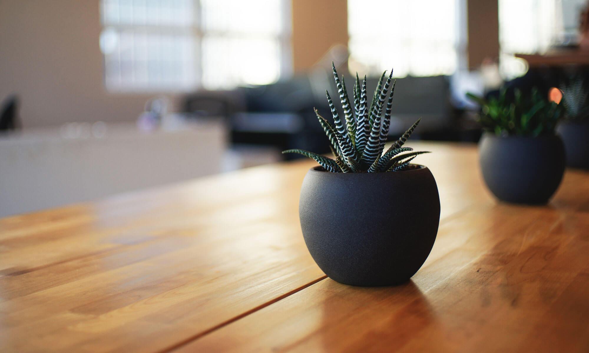 Warm-toned arrangement of small potted plants on a wooden table, evoking natural wellness and calm